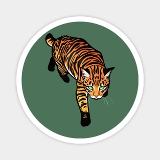 Tiger Tabby Manx Magnet